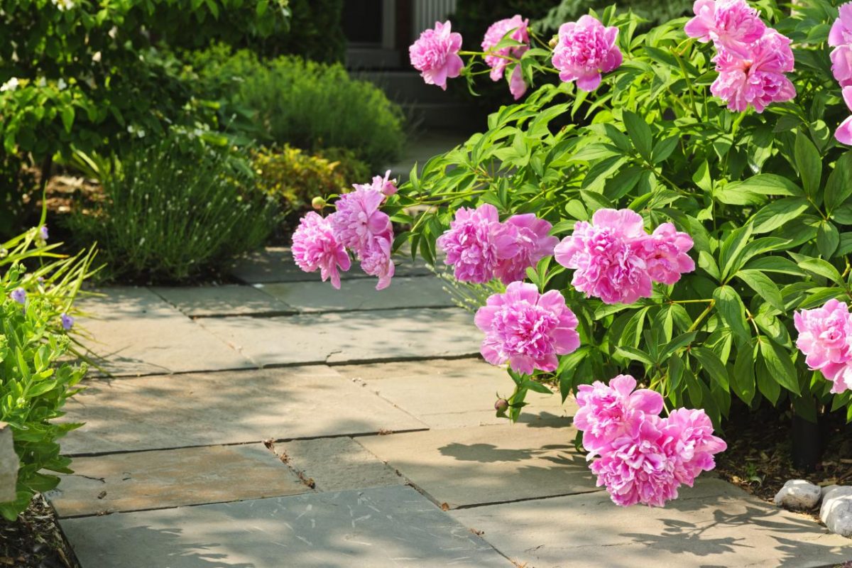 Myths about Planting Peonies